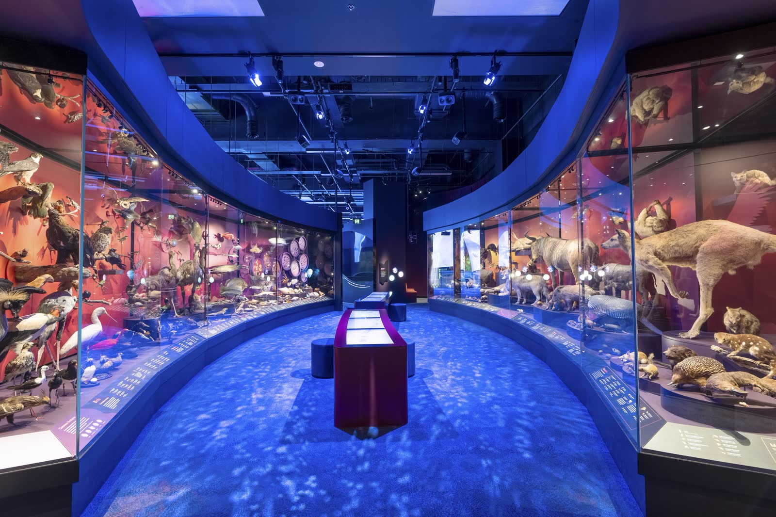 A blue-lit museum gallery of taxidermy specimens in glass cases