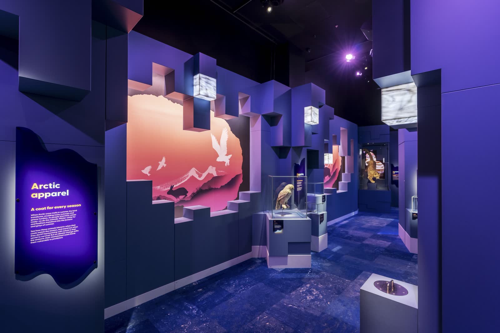 A purple-lit museum display of Arctic apparel and artefacts in glass cases