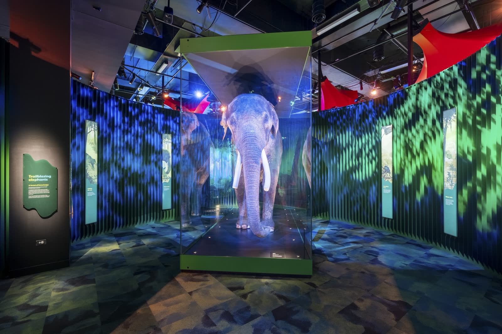 A projected elephant and immersive wall screens in a museum gallery