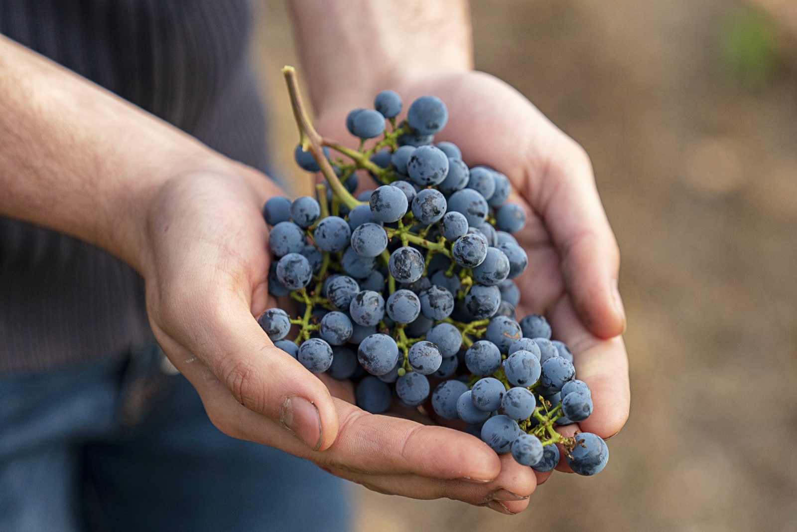 Hands holding freshly picked bunches of wine grapes