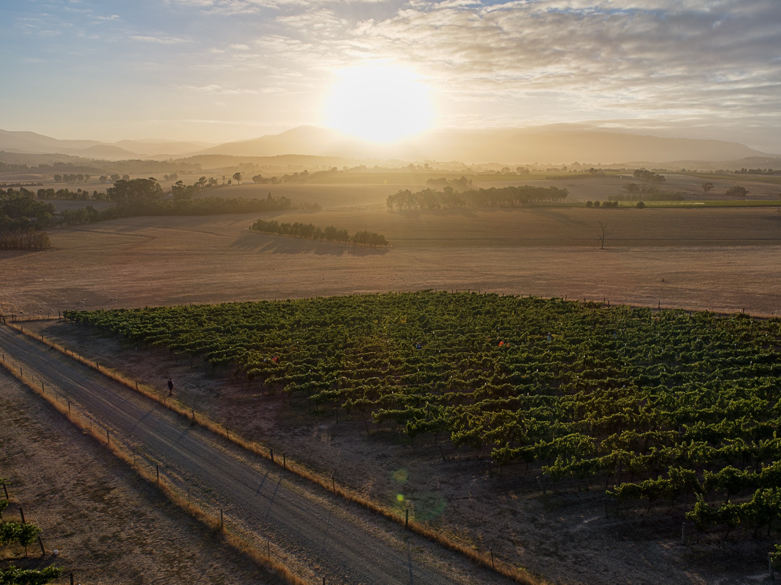 Sun rising over vineyard rows in the Yarra Valley