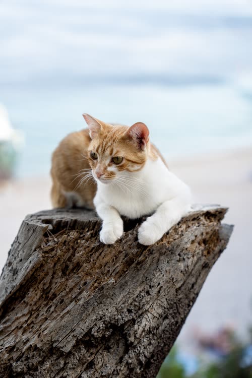 A ginger and white cat sitting on a weathered timber post by the sea