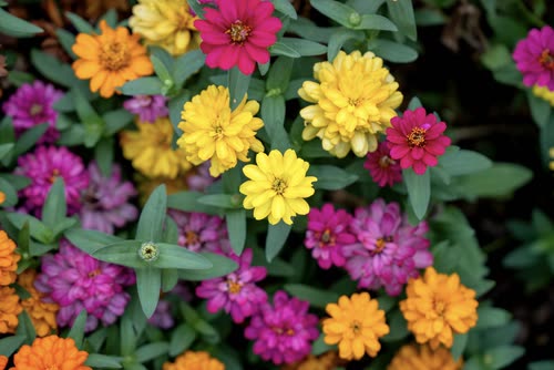 Pink, yellow and orange zinnias in a garden bed, Croatia