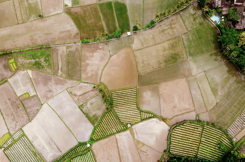 Aerial view of a patchwork of flooded and planted rice fields, Java
