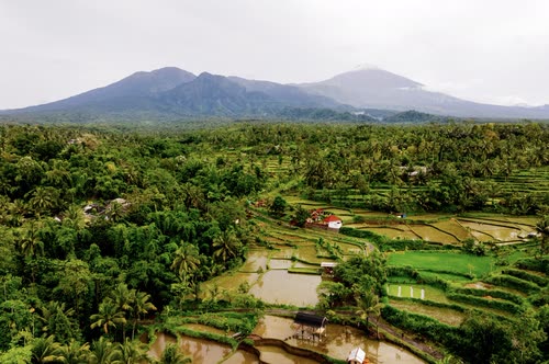 Aerial view of paddy fields and palms below the twin peaks of a volcano, Lombok