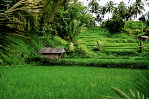 A field hut among terraced rice paddies and palms in Java