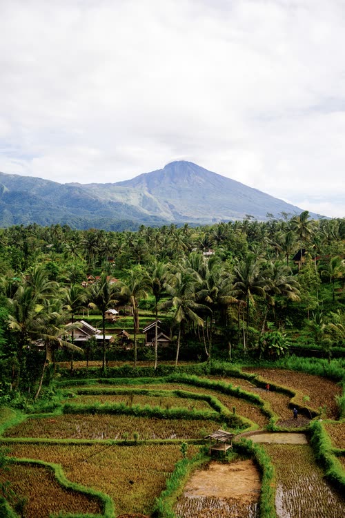 Terraced rice fields and palms below the cone of a volcano, Lombok