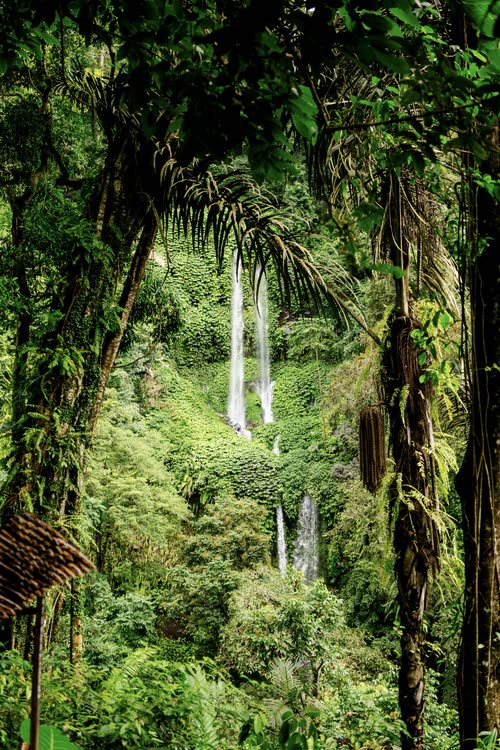 Thin waterfalls dropping through steep jungle in northern Lombok
