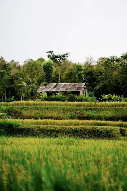A timber field shelter above ripening rice terraces, Java