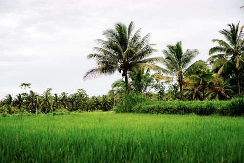 Coconut palms standing above bright green rice fields, Indonesia