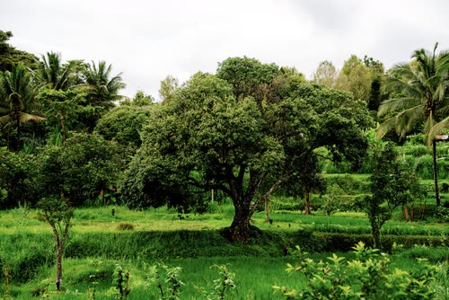 A spreading tree in open green paddy country in Java