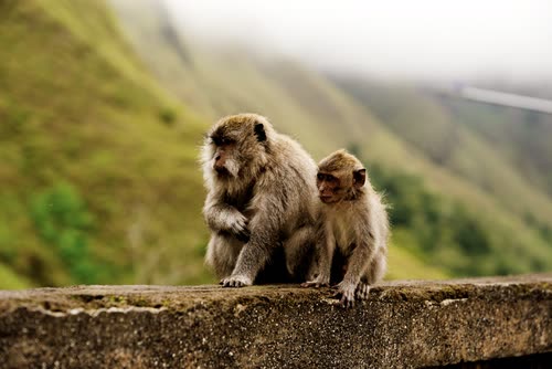 Two long-tailed macaques grooming on a roadside wall in Indonesia