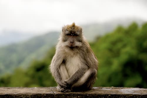A long-tailed macaque sitting on a wall against a green mountain backdrop