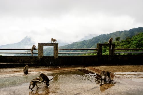 Long-tailed macaques on a wet roadside wall below misted mountains