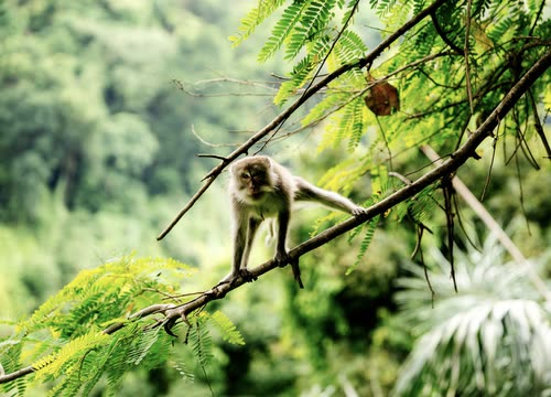 A long-tailed macaque climbing a branch in dense jungle canopy