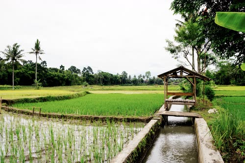 An irrigation channel and timber shelter beside young rice plants in Java