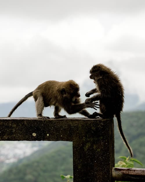 A young macaque reaching toward another on a concrete post