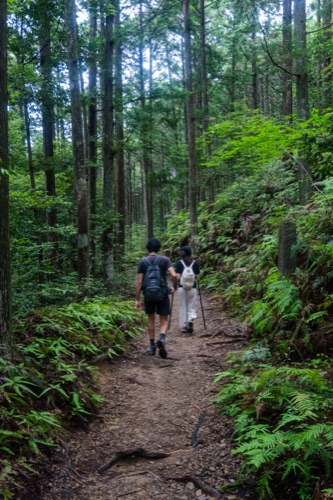 Two hikers walking a forest trail between ferns and tall cedars