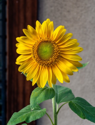 A single sunflower against a grey wall