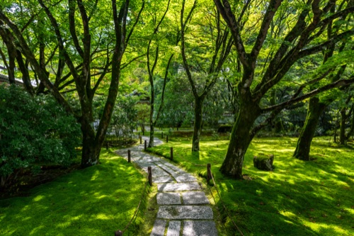 A stepping stone path winding through a moss garden under gnarled maples