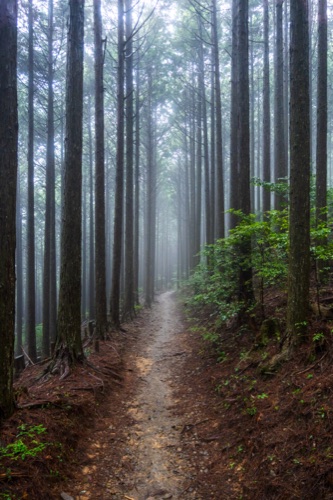 A straight dirt trail through a cedar plantation in mist on the Kumano Kodo