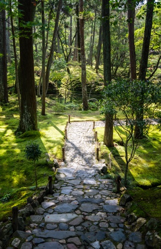 A stone path crossing a moss garden between tall cedars