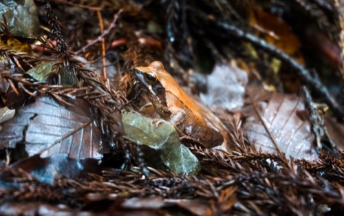 A small brown frog on wet leaf litter on the forest floor