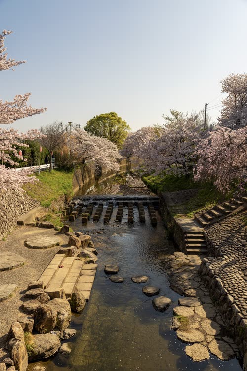 Stepping stones across a shallow stream lined with blossoming cherry trees