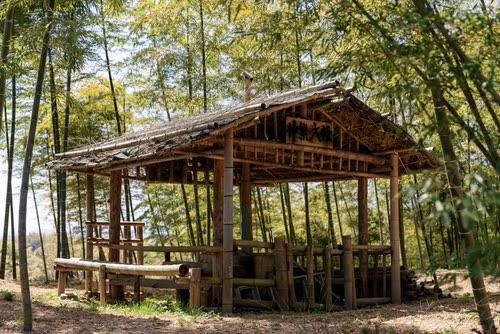 A rustic timber shelter standing in a bamboo grove
