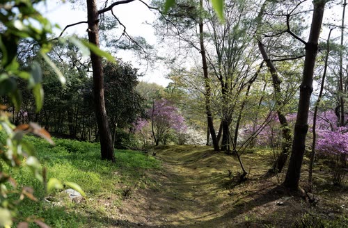 Dappled woodland with blossoming trees on a green slope