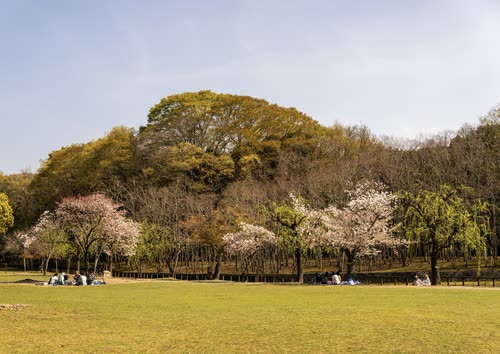 Cherry trees in bloom along the edge of a wide grassed park in Nara