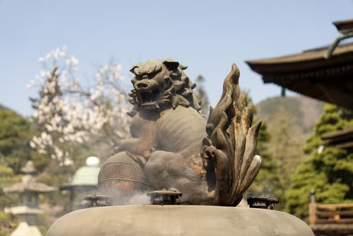 A bronze guardian lion-dog on an incense burner with cherry blossom behind
