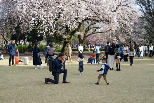 Families gathered on the grass beneath cherry trees in full bloom in a Tokyo park