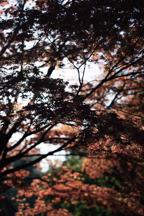 Red maple leaves against a bright overcast sky