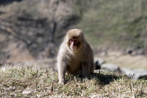 A Japanese macaque sitting on the grass in the mountains of Nagano