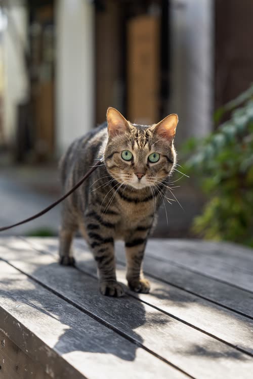 A green-eyed tabby cat on a leash walking a sunlit wooden boardwalk