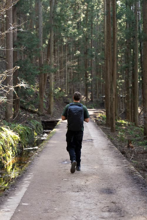 A walker on a paved path through a dense cedar forest in Nagano
