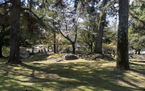 Ancient pines and mossy ground in the parkland at Nara