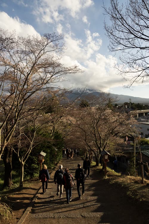 Visitors climbing a sunlit path through bare cherry trees toward a hillside shrine
