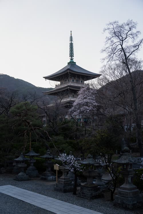 A wooden pagoda rising behind stone lanterns and early cherry blossom