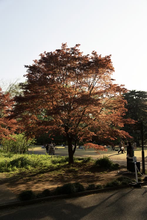 A red-leaved maple standing alone on a park lawn in low afternoon light