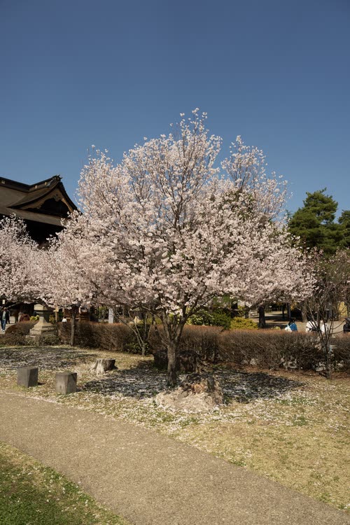 A cherry tree in full bloom beside a temple building and clipped hedges