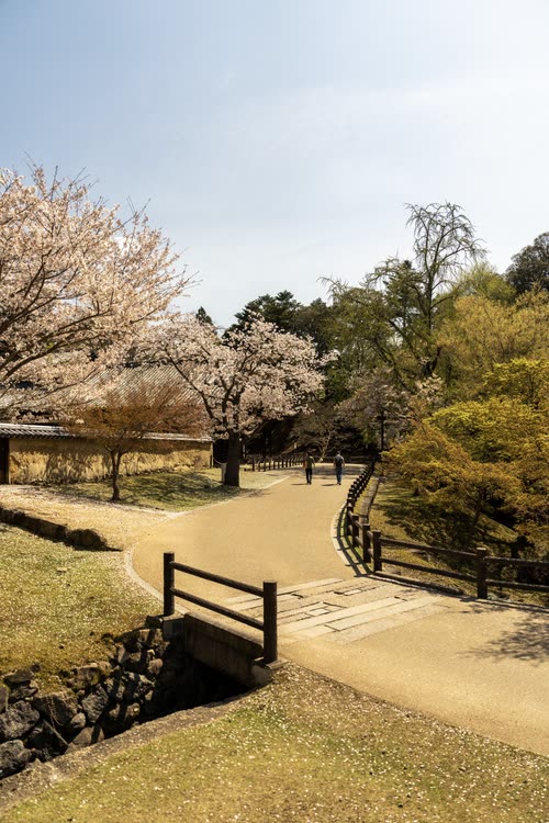 A small bridge and path through parkland with cherry trees coming into bloom