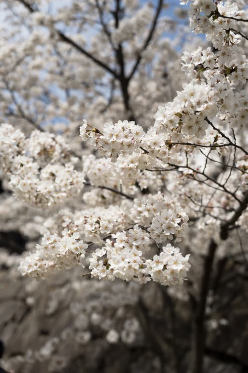 White cherry blossom massed against a blue sky