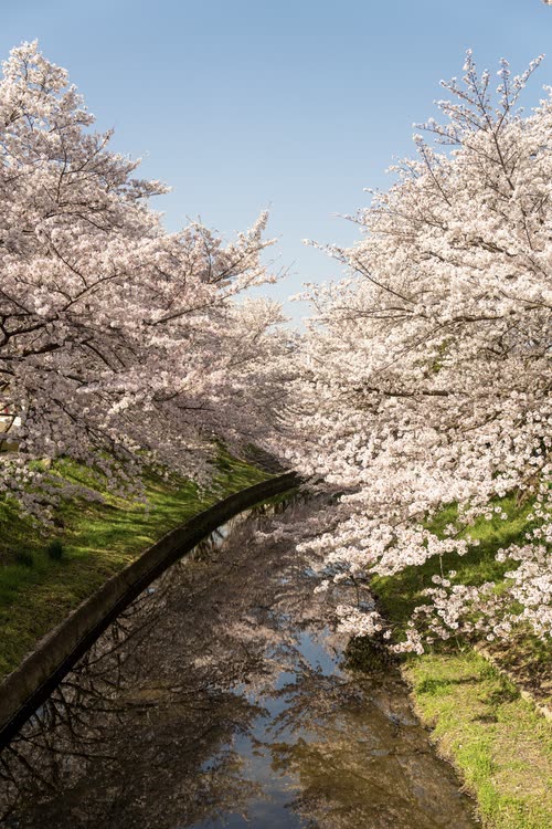 A narrow canal running beneath cherry trees in full bloom