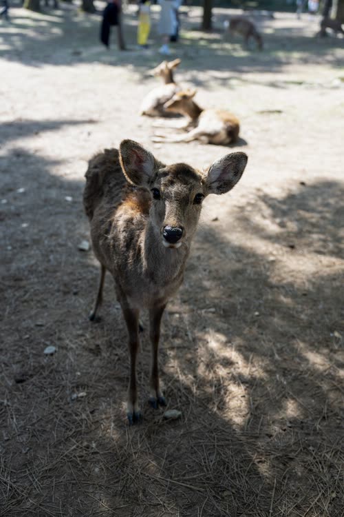 A young sika deer looking directly at the camera in Nara Park