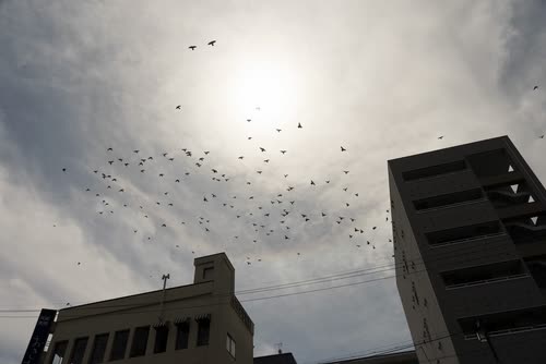 A flock of birds wheeling around the sun above low city rooftops