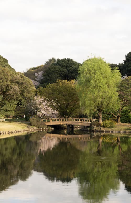 A wooden arched bridge and weeping willow above a Japanese garden pond