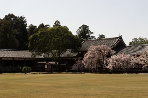A weeping cherry in bloom beside temple roofs at the edge of a lawn
