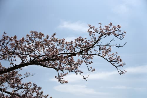 A cherry branch coming into bloom against a blue sky with high cloud